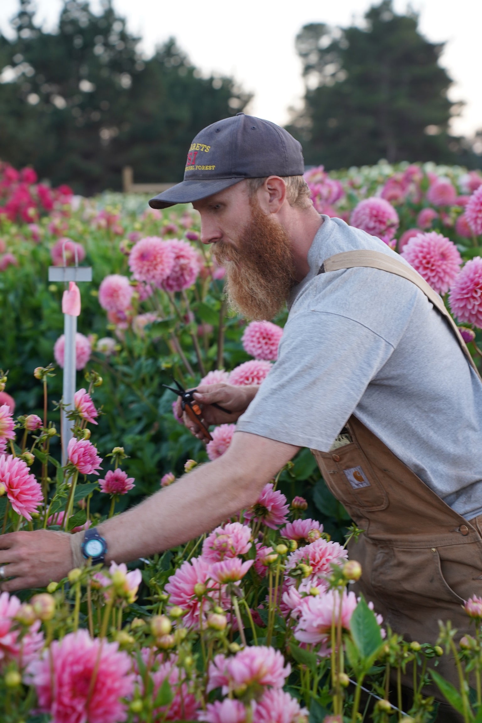 Hands-On Dahlia Tuber Division Workshop October 2025