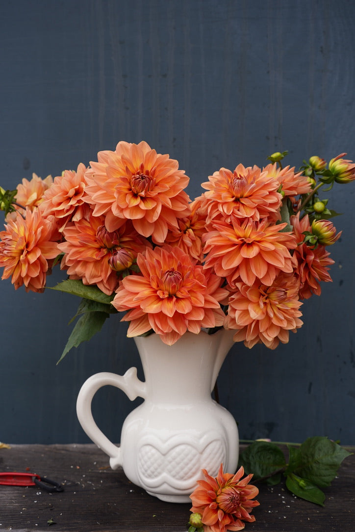 Nicholas Dahlia Tuber