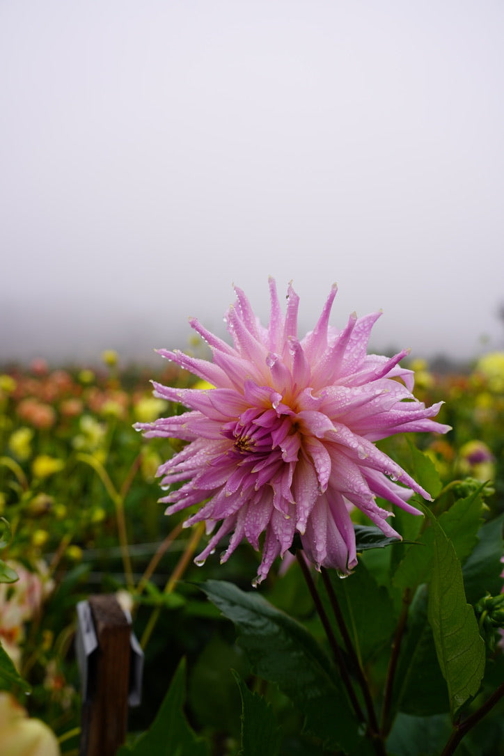 Wyn's Mauve Mist