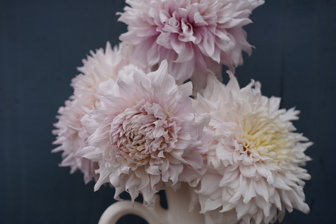 Shiloh Noelle Dahlia Tuber