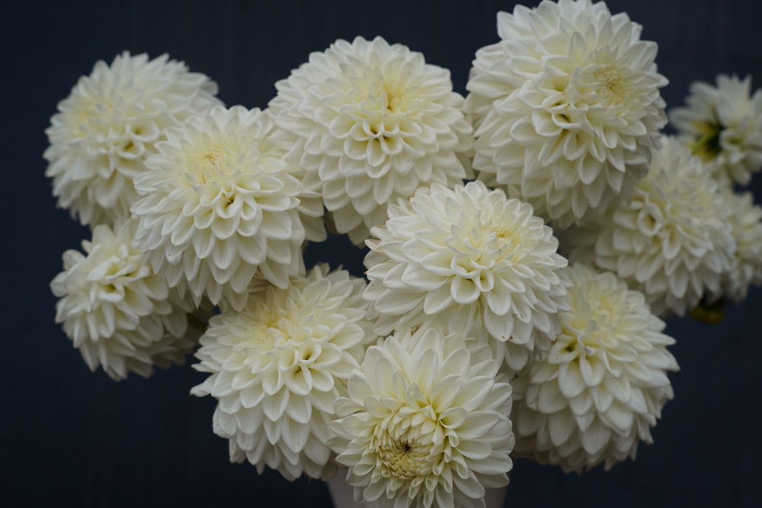 Blizzard Dahlia Tuber