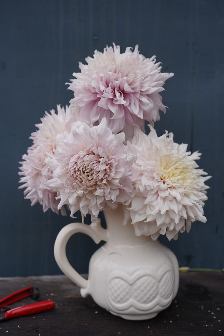 Shiloh Noelle Dahlia Tuber