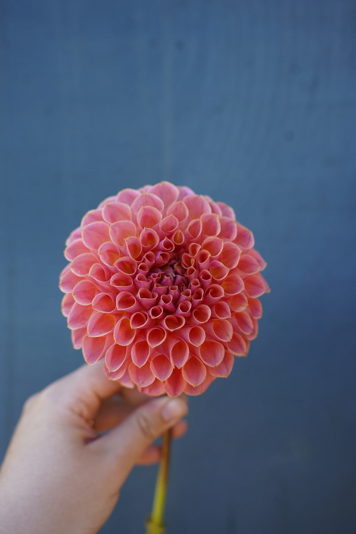 Pretty in Pink Collection