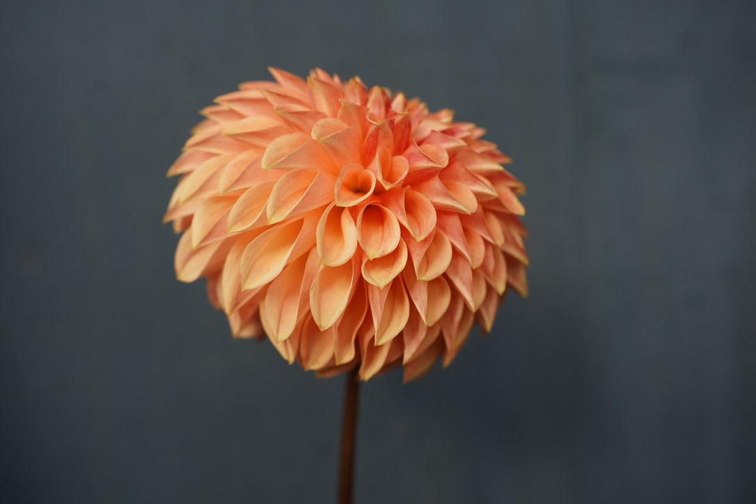 KA's® Desert Rose Dahlia Tuber