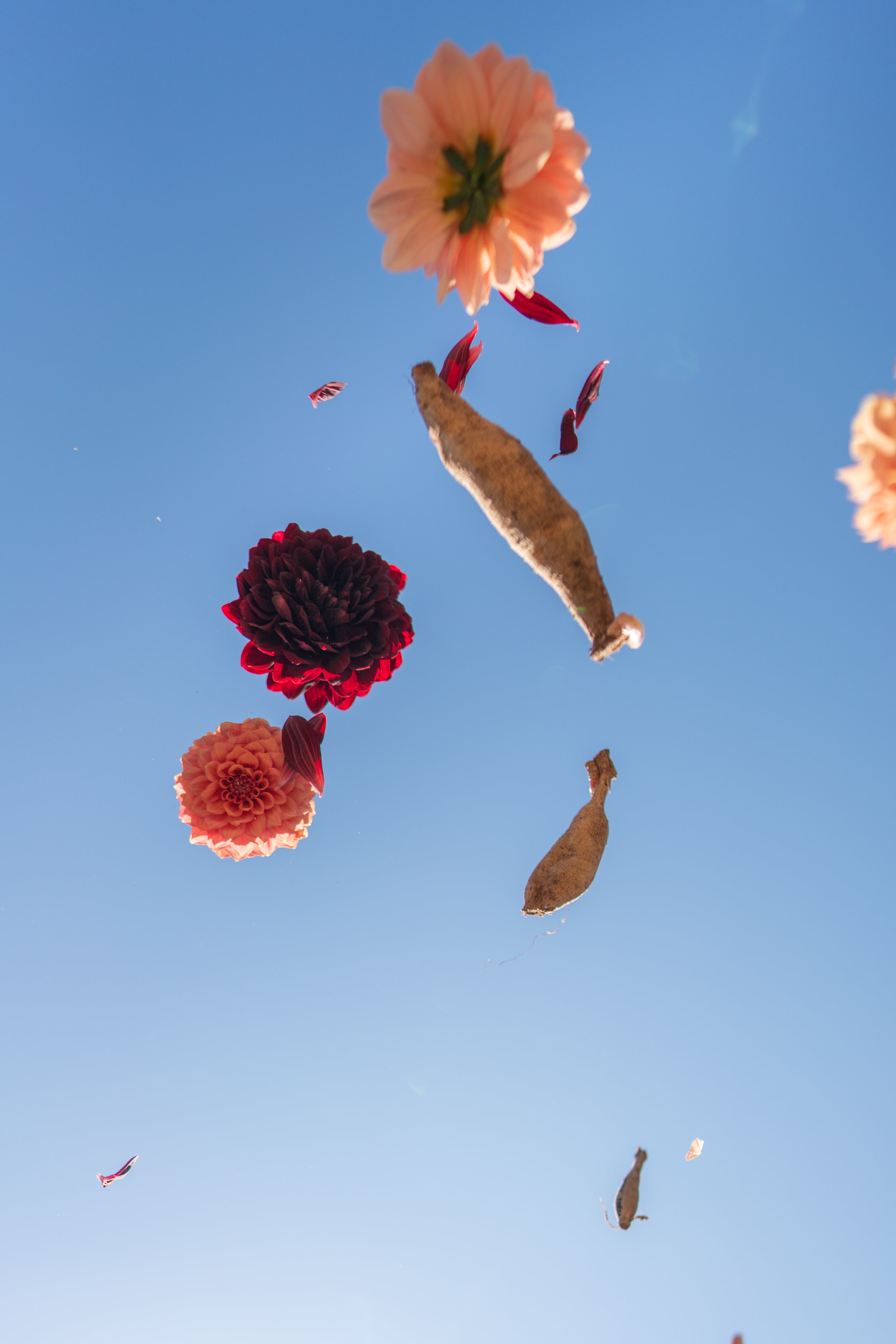 Hands-On Dahlia Tuber Division Workshop October 2025
