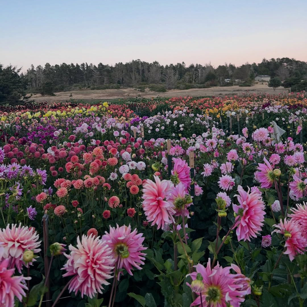 Field of pink and purple flowers with a clear blue sky.