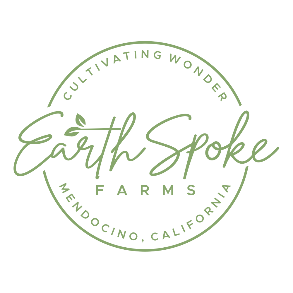 Dahlia Tuber - Bloomquist Isla | EarthSpoke Farms